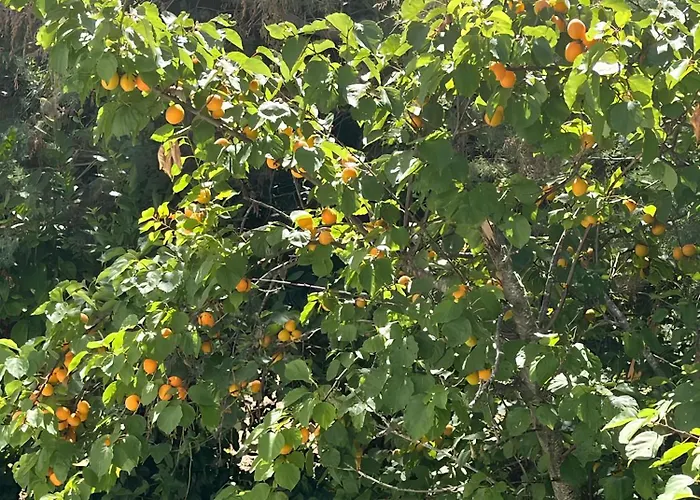 וילה Panoramica Con Giardino A