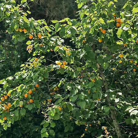 Panoramica Con Giardino A Riccione