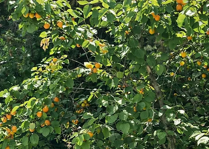 Panoramica Con Giardino A Riccione